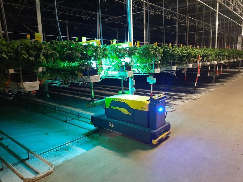 Robots UV-C en frutilla