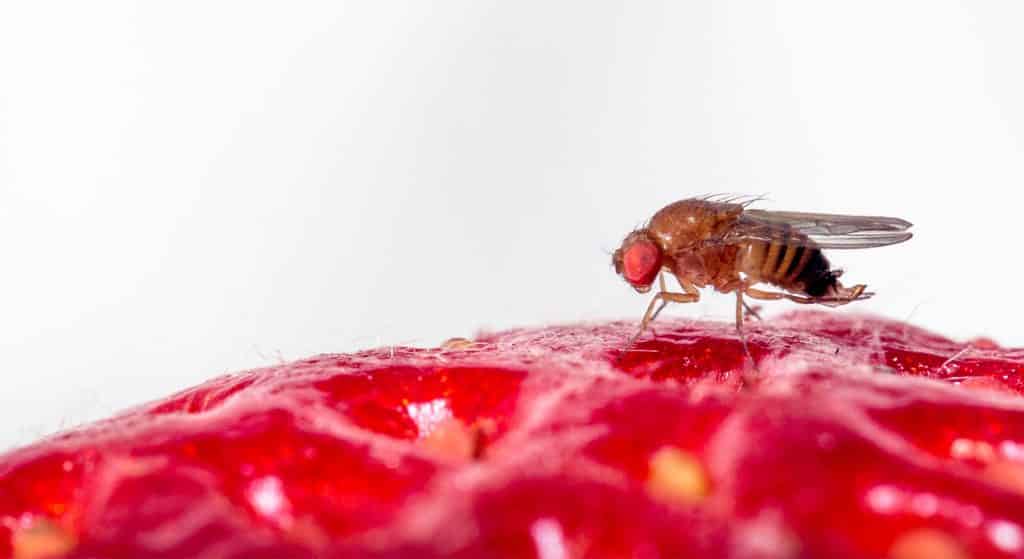 Mosca de Alas Manchadas