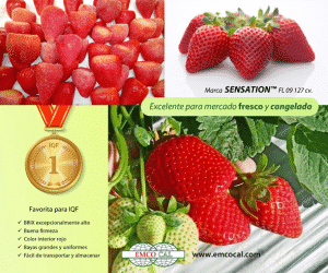 frutillas/fresas de la Universidad de Florida