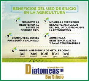 tierra de diatomeas