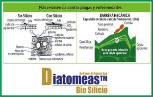 tierra de diatomeas