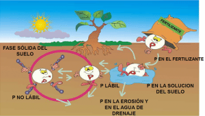 fósforo en la frutilla/fresa