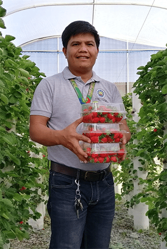 Frutillas/Fresas Aeropónicas