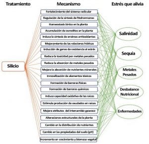 diatomeas biosilicio