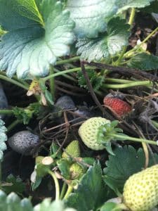 Botrytis cinerea en frutilla/fresa