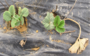 Fusarium solani