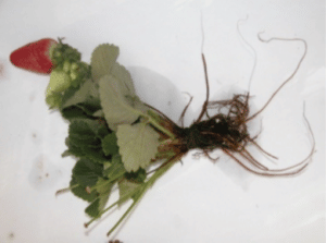 Fusarium solani