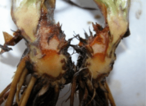 Fusarium solani