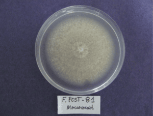 Fusarium solani