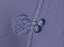 Fusarium solani