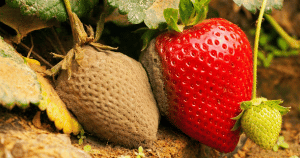 Botrytis cinerea en frutilla/fresa