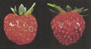 potasio en la frutilla/fresa