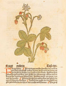 origen de la frutilla/fresa