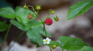 origen de la frutilla/fresa