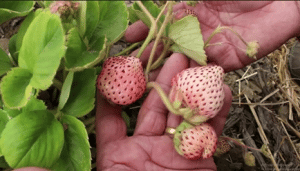 origen de la frutilla/fresa