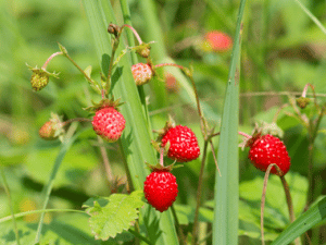 origen de la frutilla/fresa