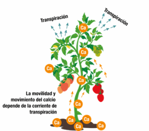 calcio en la frutilla/fresa