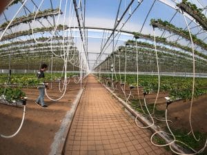 frutillas hidropónicas