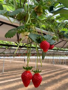 frutillas hidropónicas
