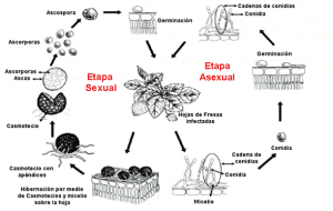 oidio en frutilla/fresa