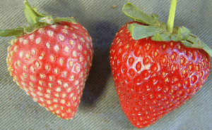 oidio en frutilla/fresa