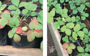 frutilla/fresa en sustrato
