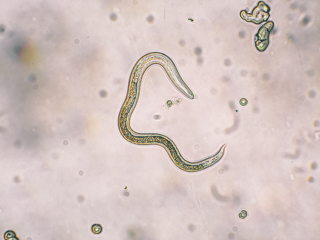 aphelenchoides fragariae