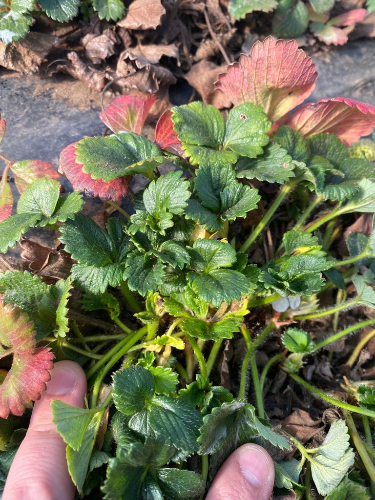 aphelenchoides fragariae