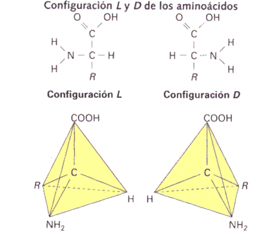 aminoácidos