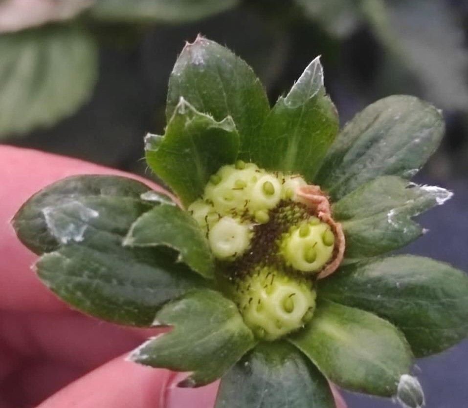 aphelenchoides fragariae