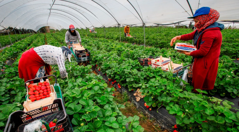 pesticidas en frutillas