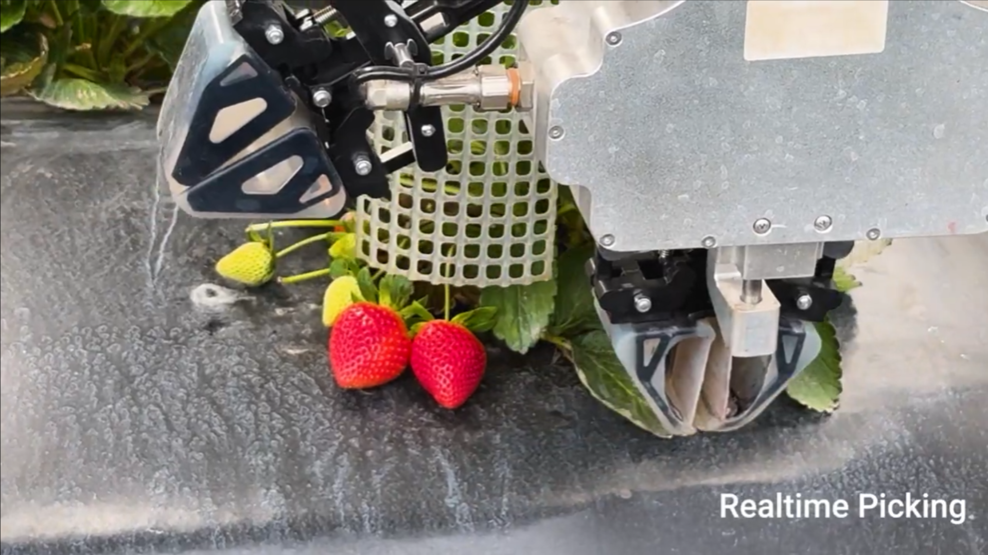 Frutilla 2