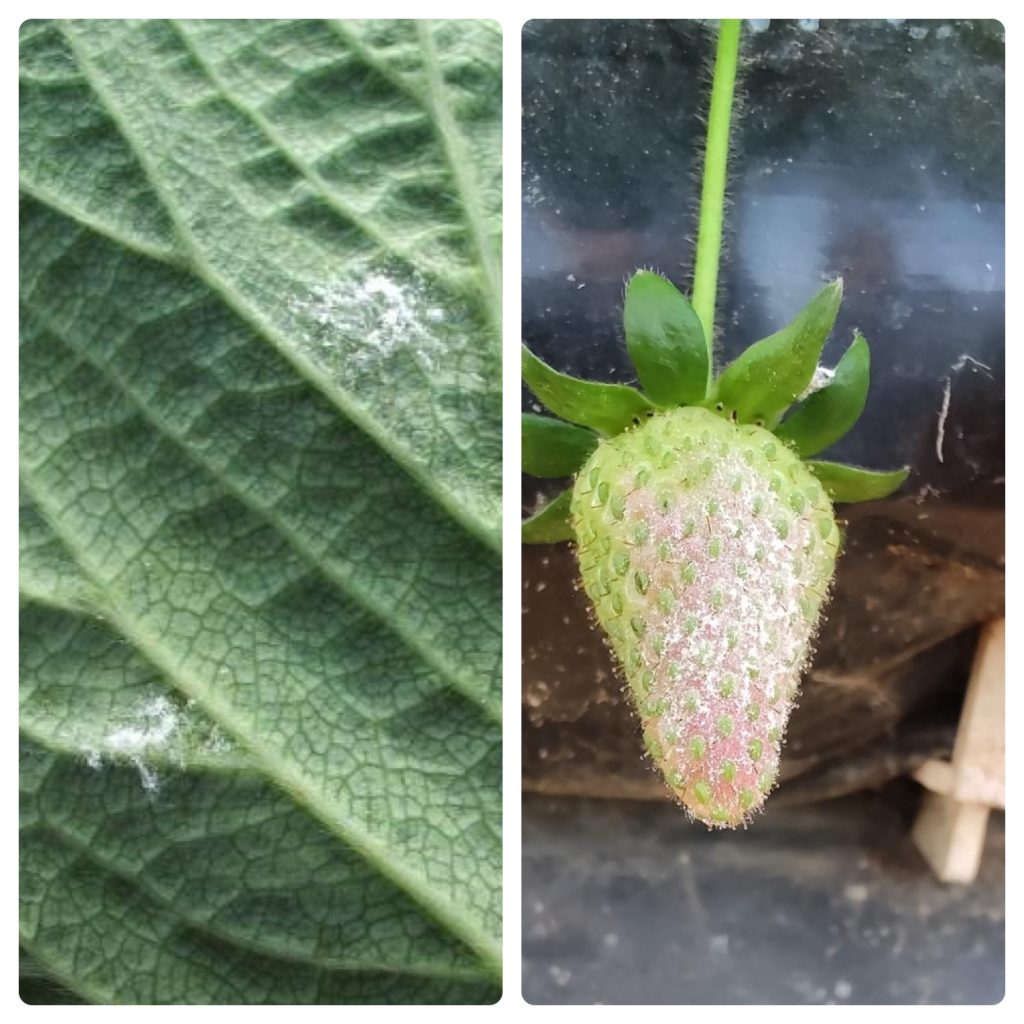 OÍDIO EN FRUTILLA