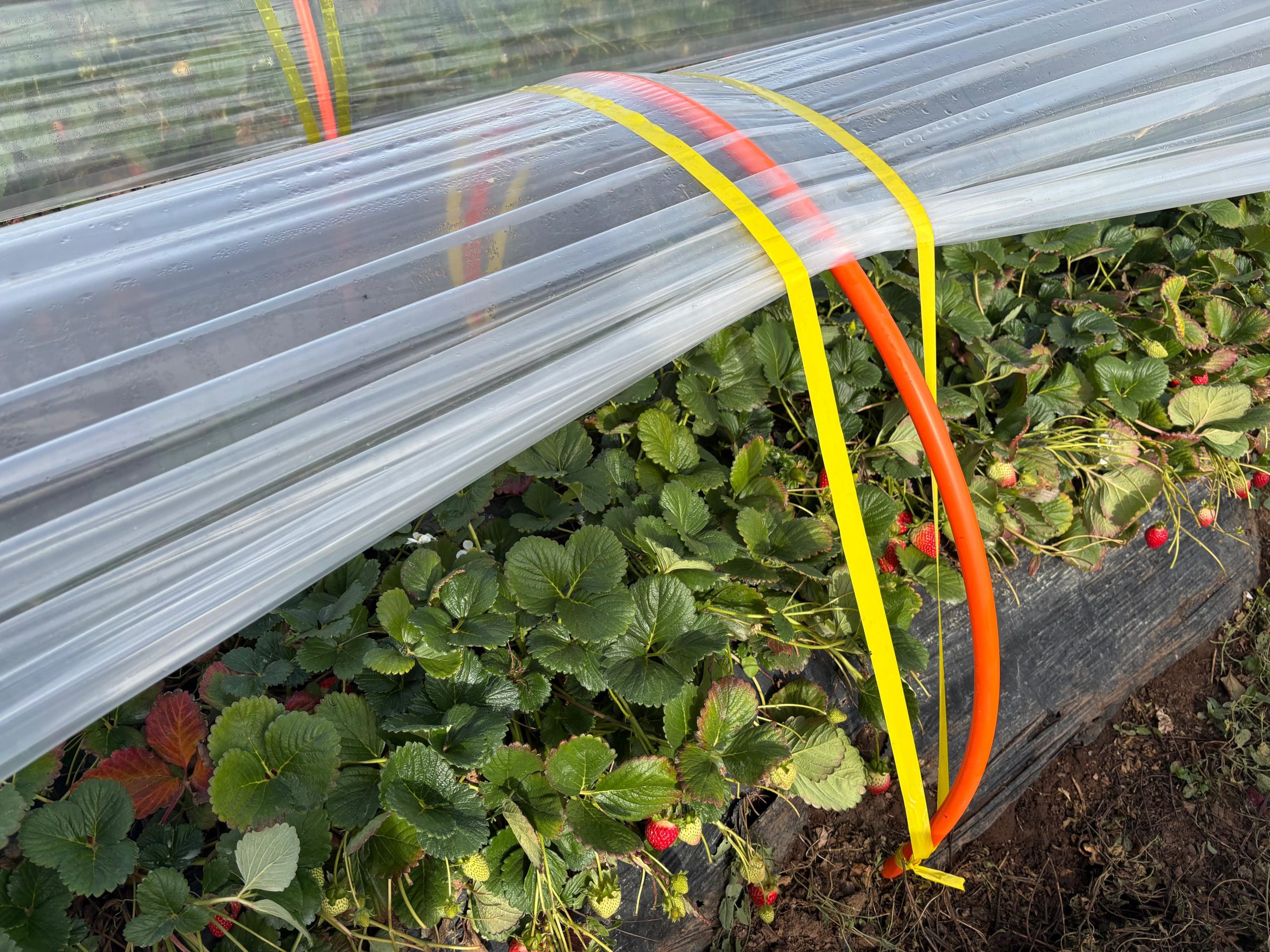 Manejo invernal de la frutilla: decisiones agronómicas clave en sistemas dormantes y activos