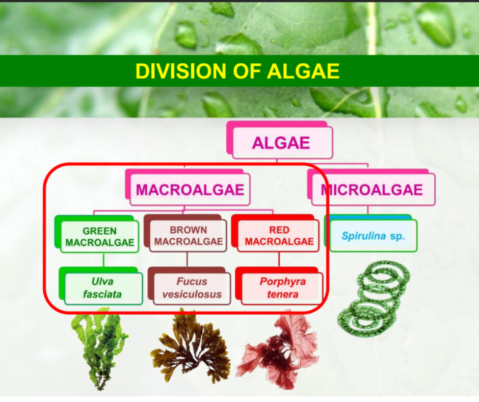 extractos de algas