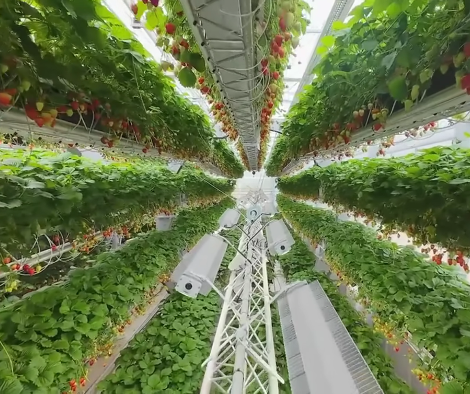 cultivo vertical