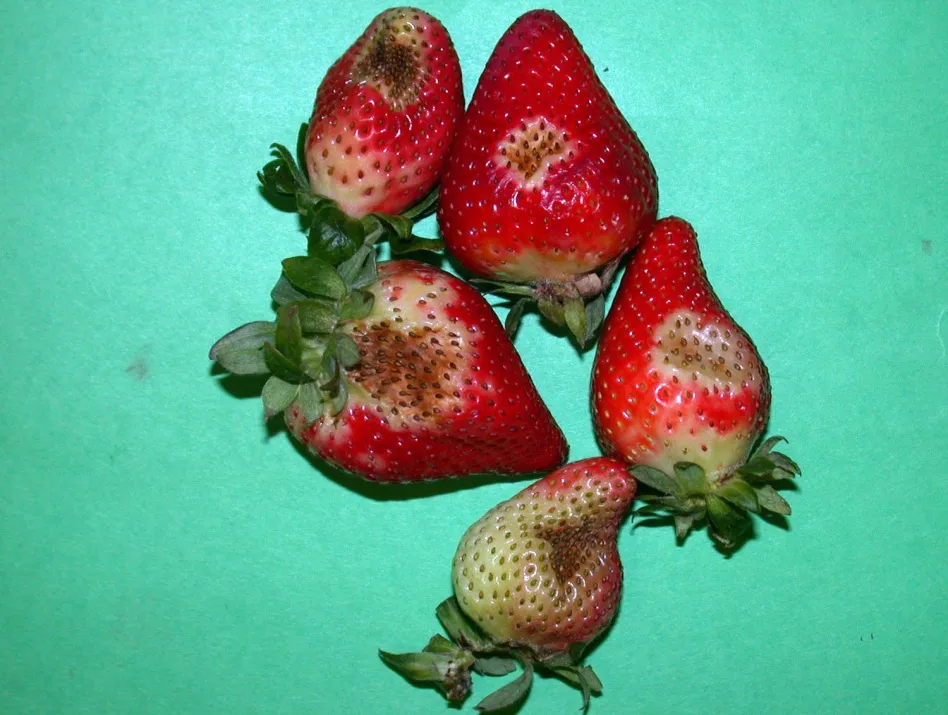 heladas