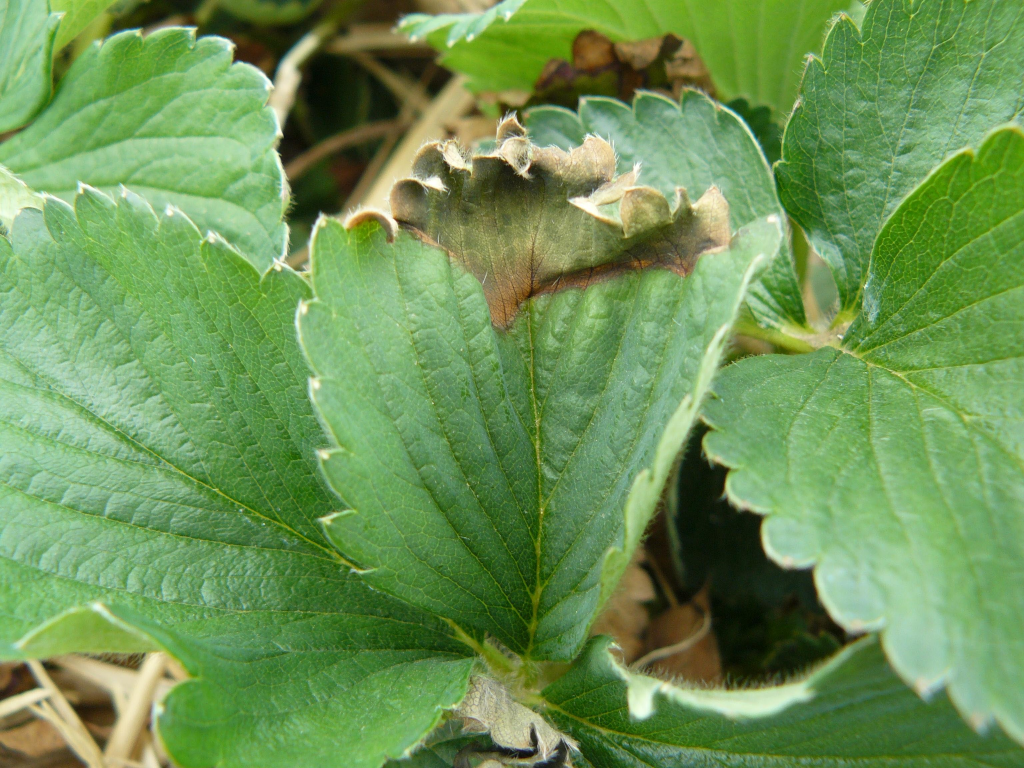 heladas