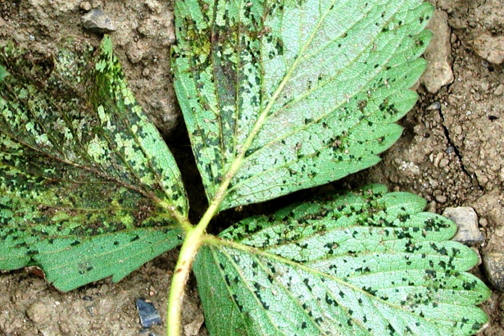 mancha angular