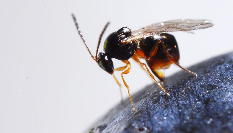 drosophila
