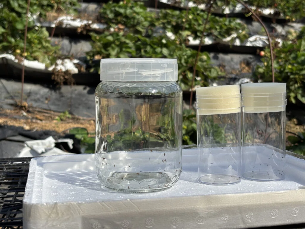 drosophila