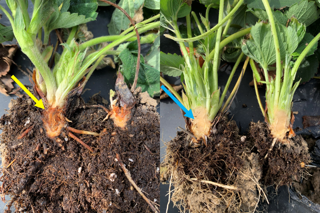 Phytophthora