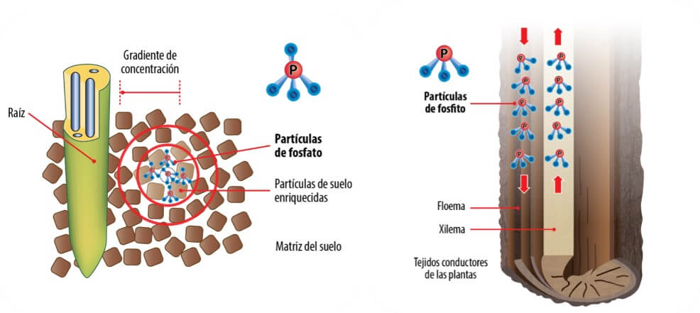 fosfitos