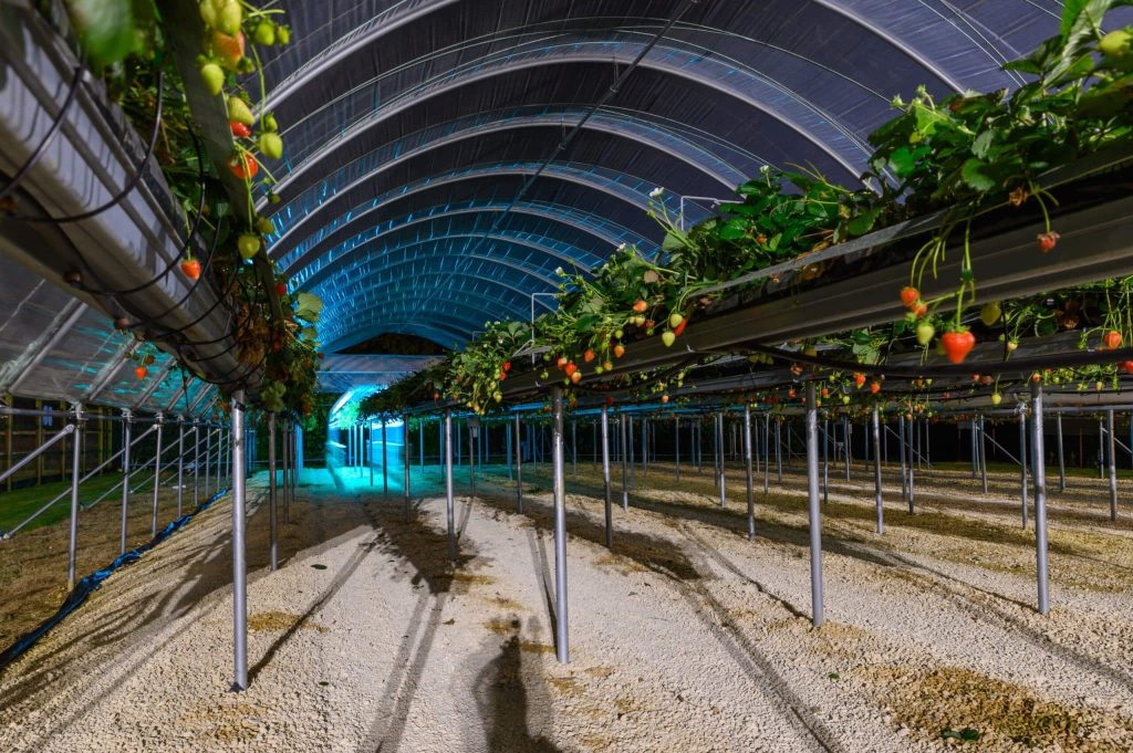 Robots UV-C en frutilla